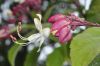 image of Clerodendrum trichotomum