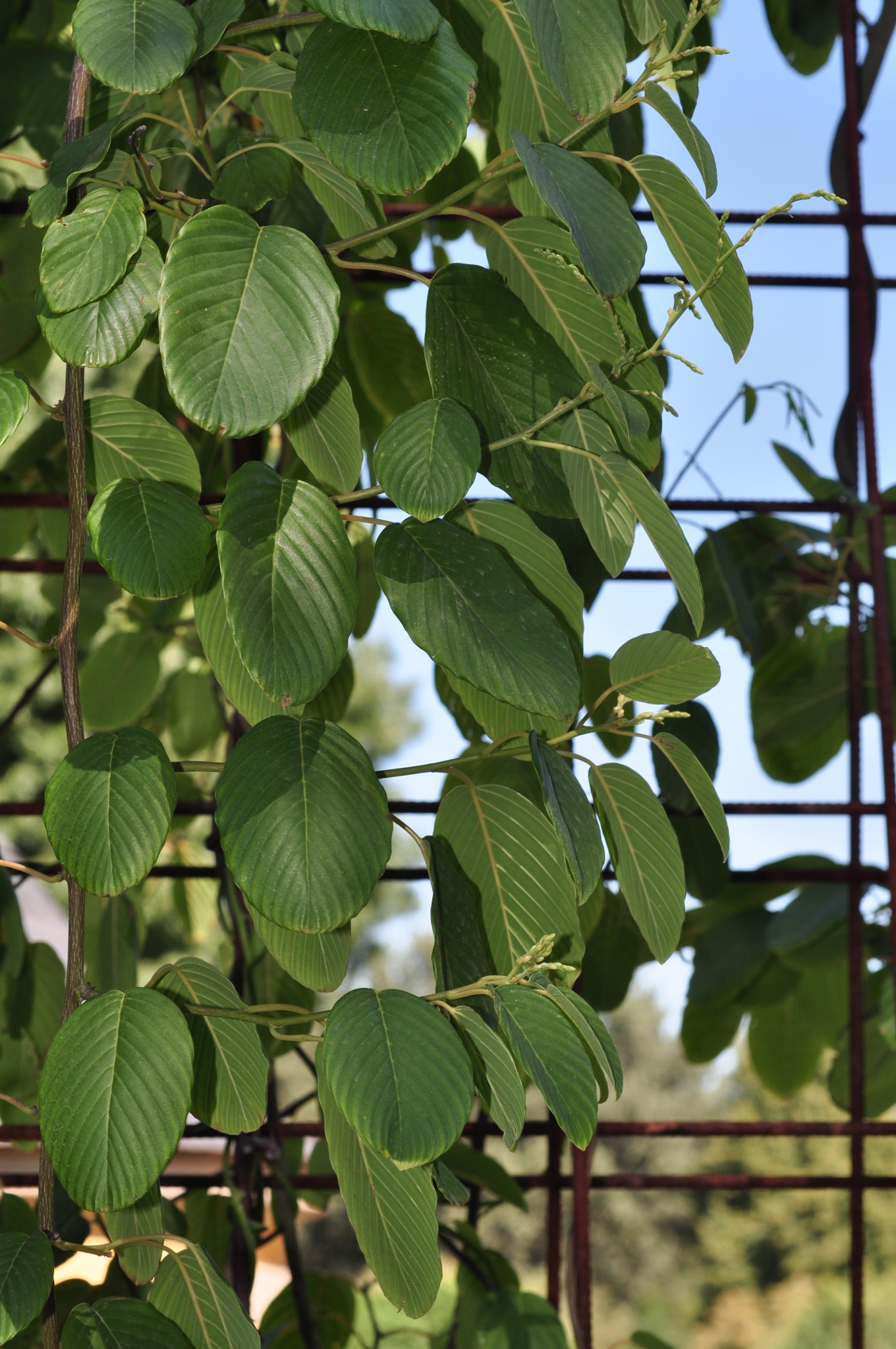 Rhamnaceae Berchemia racemosa