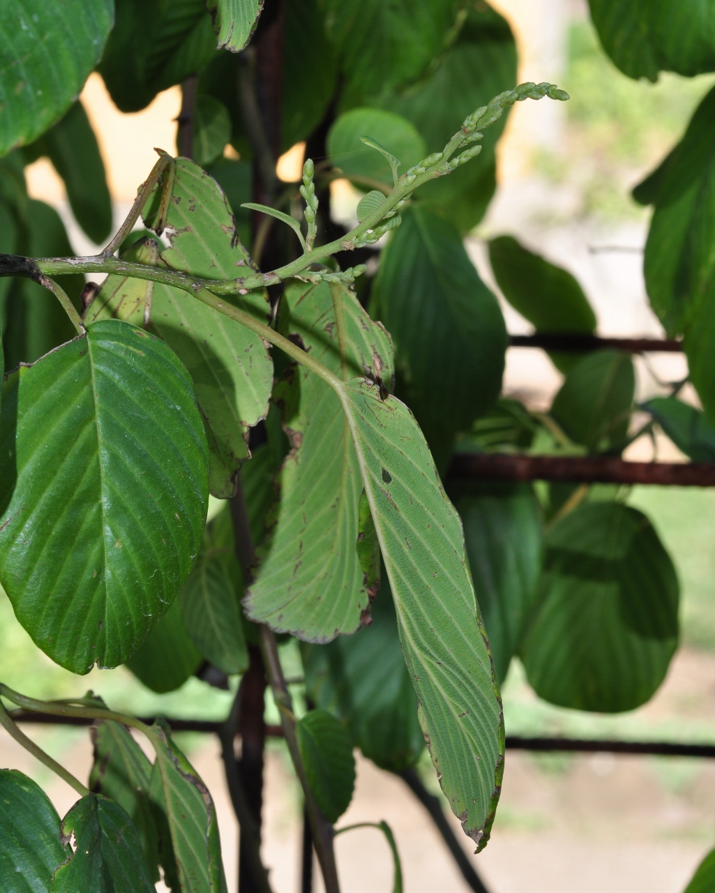 Rhamnaceae Berchemia racemosa