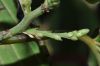 image of Berchemia racemosa