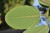 image of Berchemia racemosa