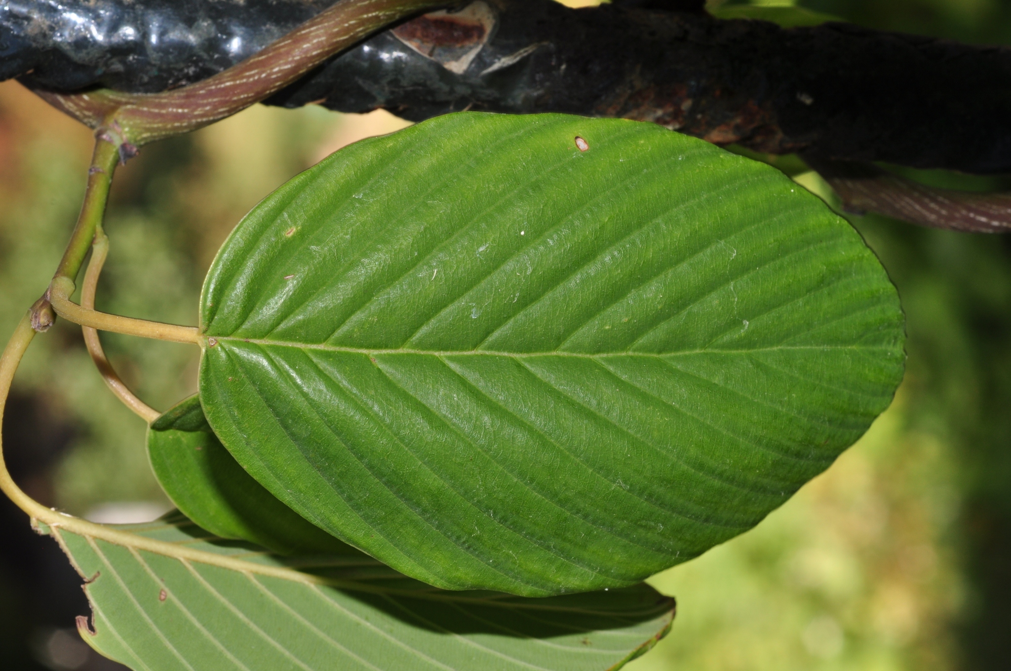 Rhamnaceae Berchemia racemosa