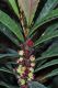 image of Bocquillonia castaneifolia