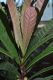 image of Bocquillonia castaneifolia