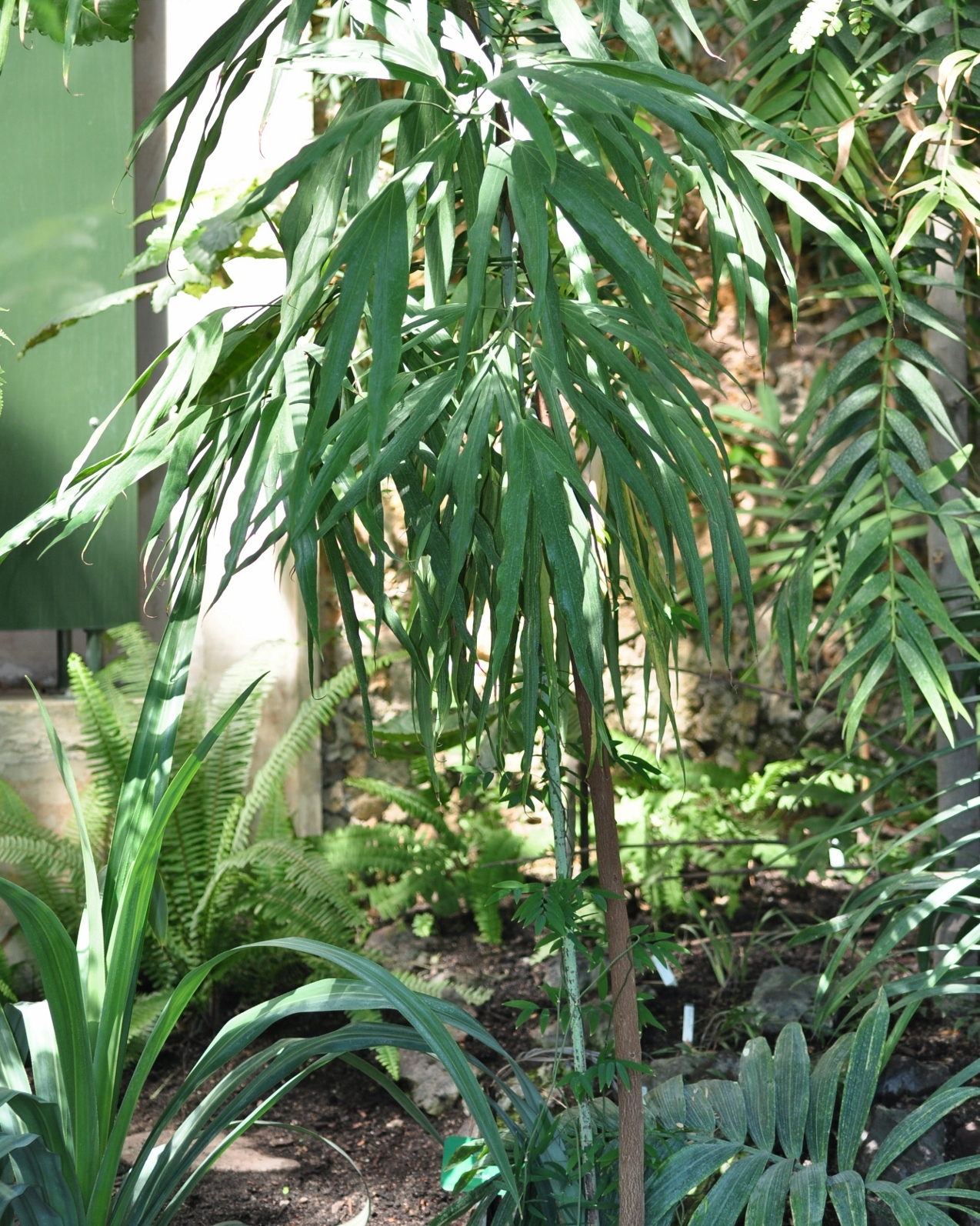 Hernandiaceae Hernandia cordigera