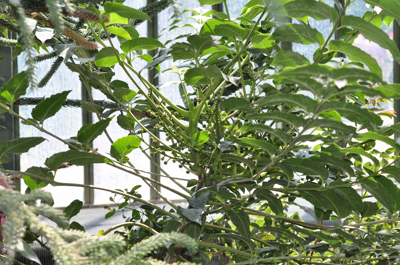 Araliaceae Tieghemopanax dioicus