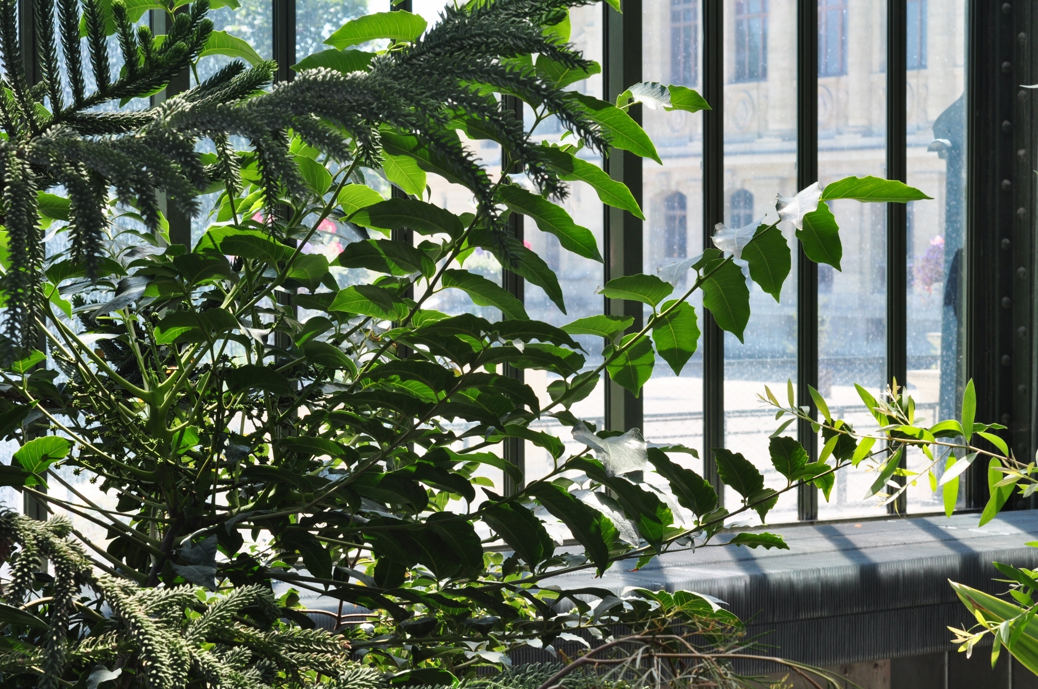 Araliaceae Tieghemopanax dioicus