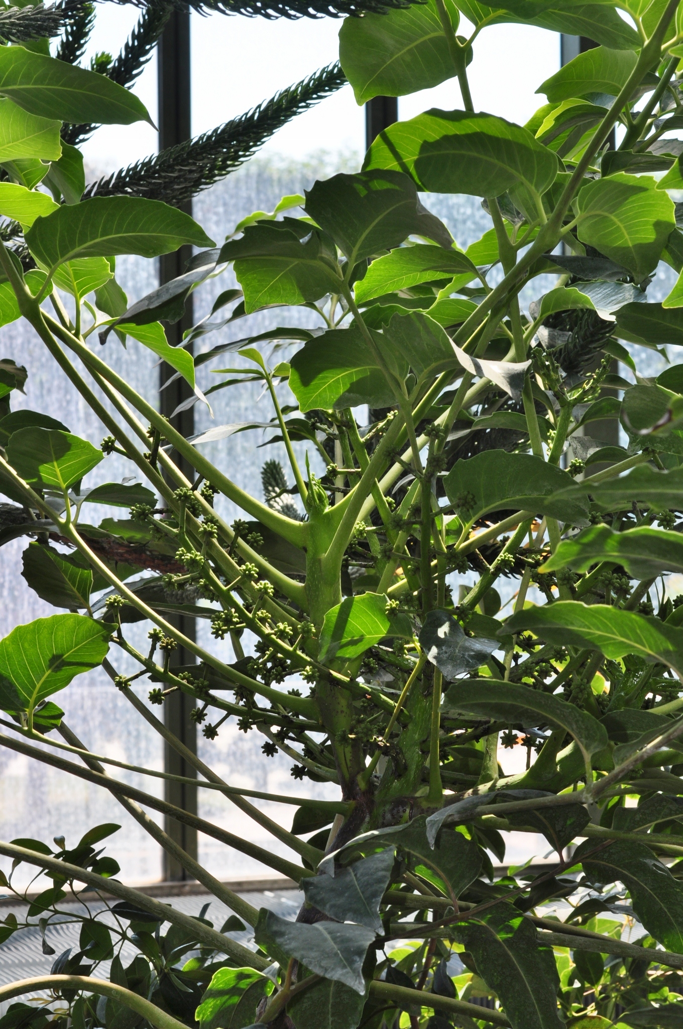 Araliaceae Tieghemopanax dioicus