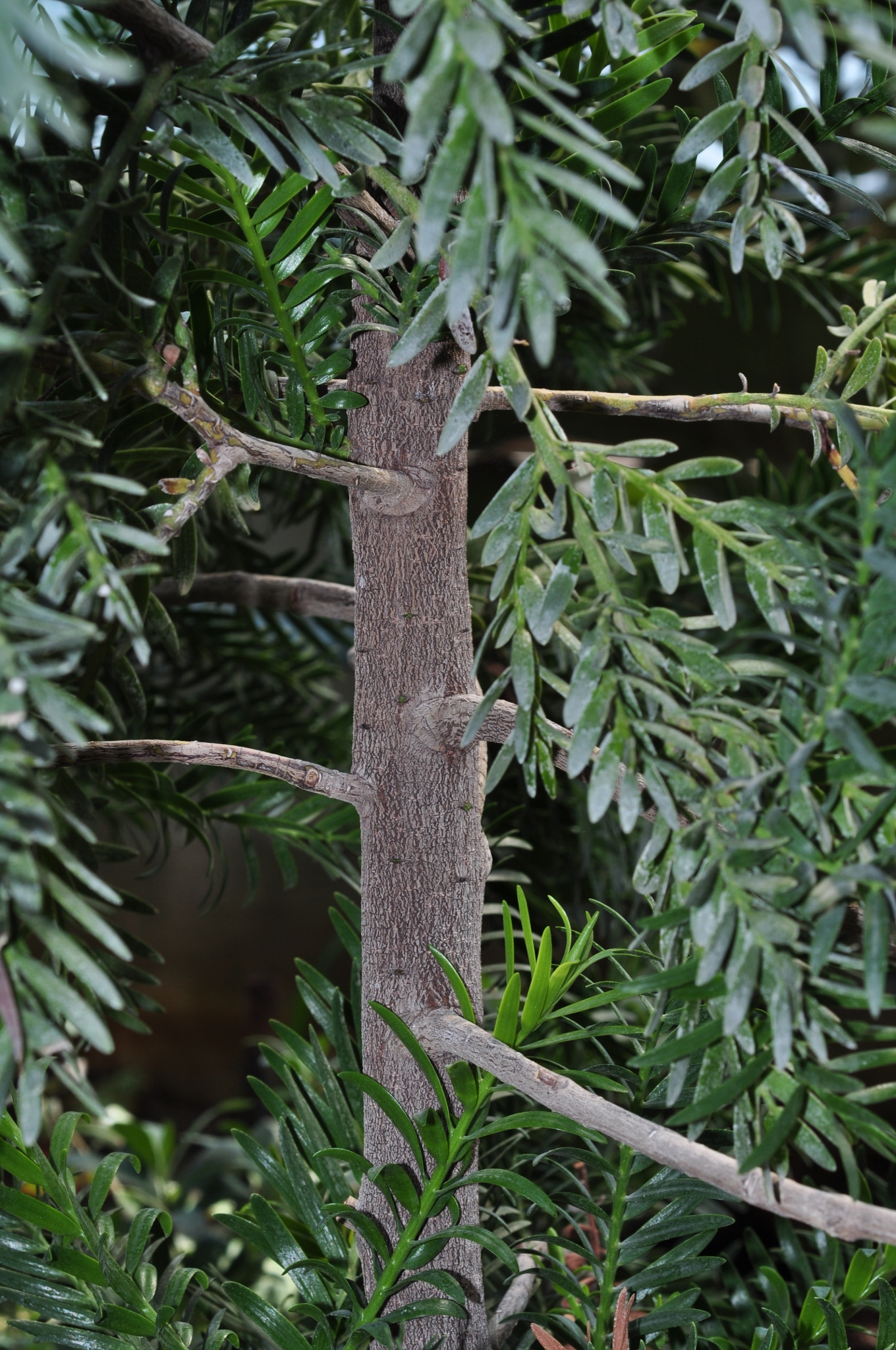 Podocarpaceae Retrophyllum minor