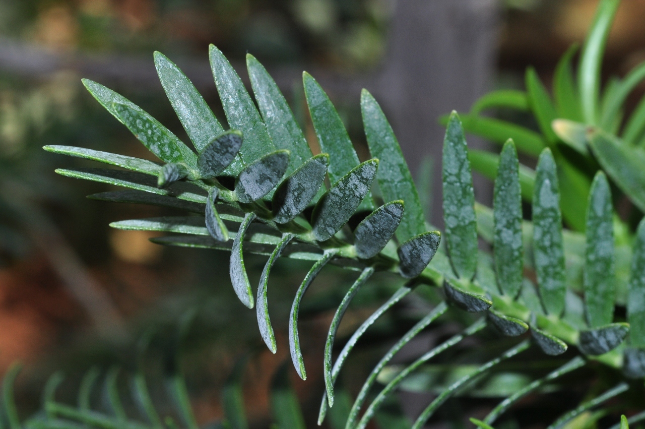 Podocarpaceae Retrophyllum minor