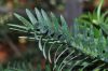 image of Retrophyllum minor
