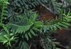 image of Retrophyllum minor