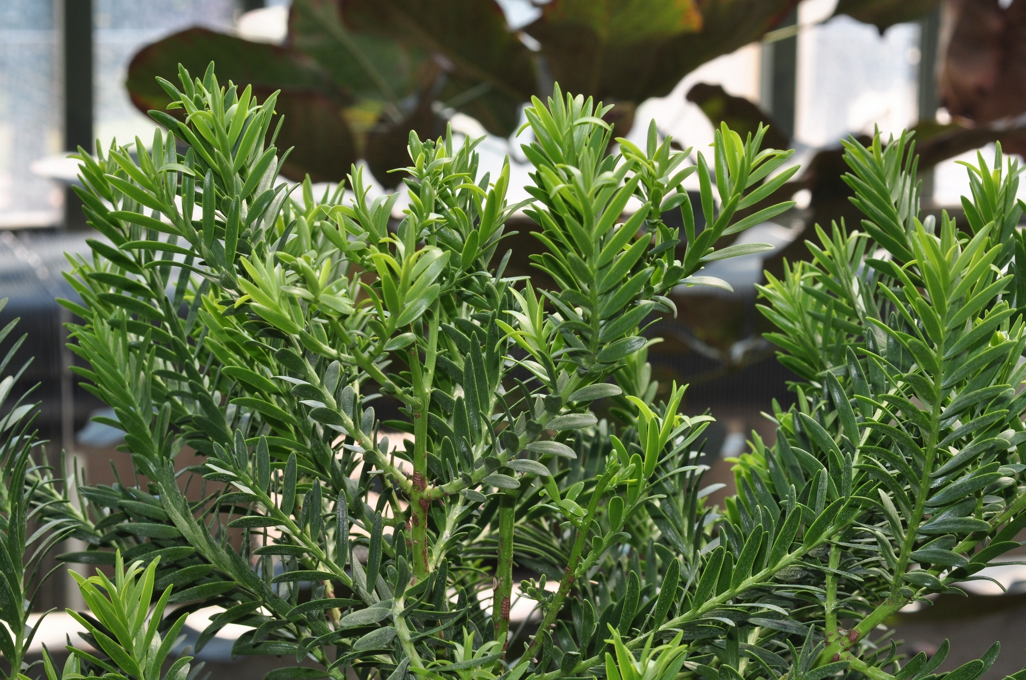 Podocarpaceae Retrophyllum minor