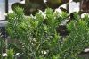 image of Retrophyllum minor