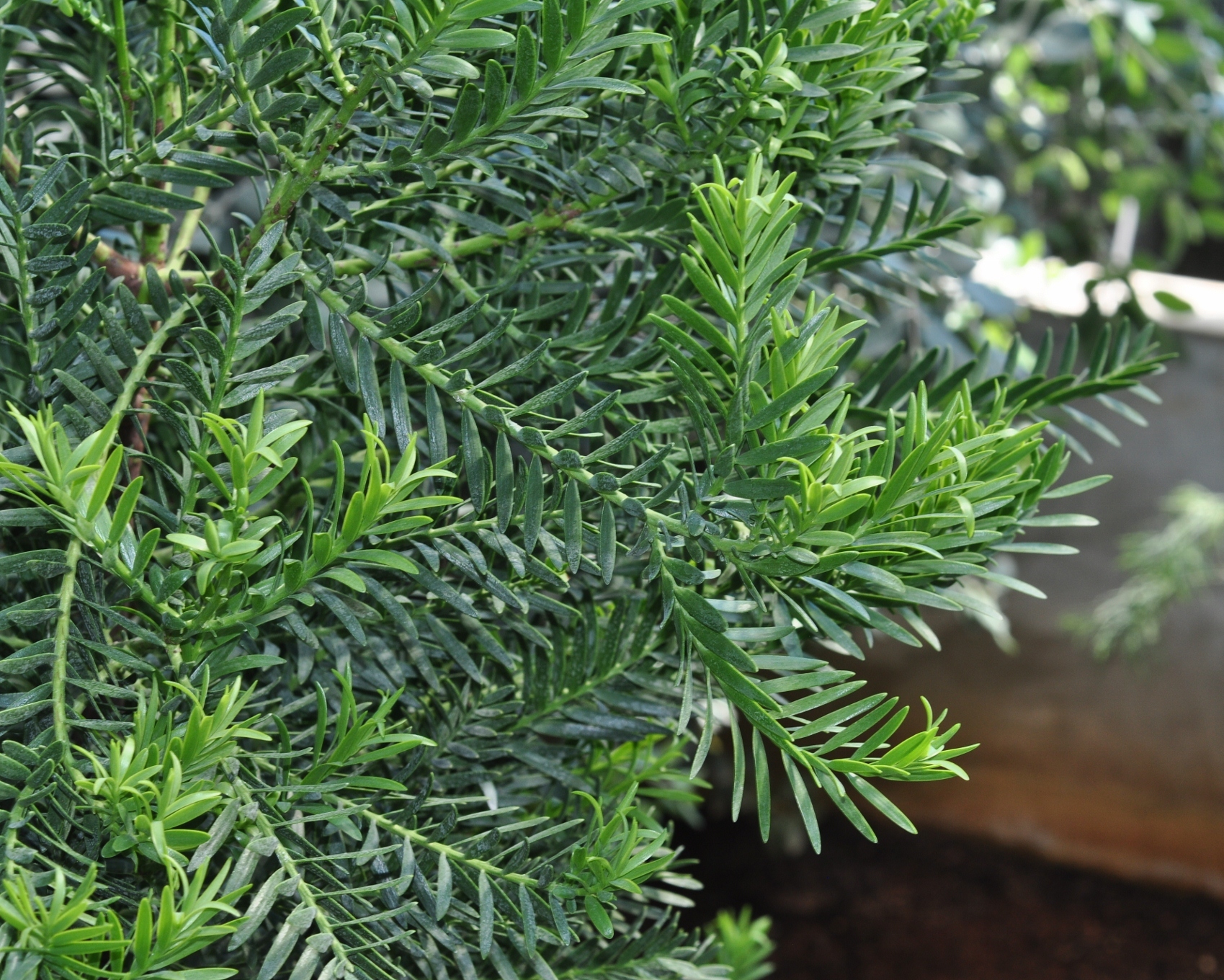 Podocarpaceae Retrophyllum minor
