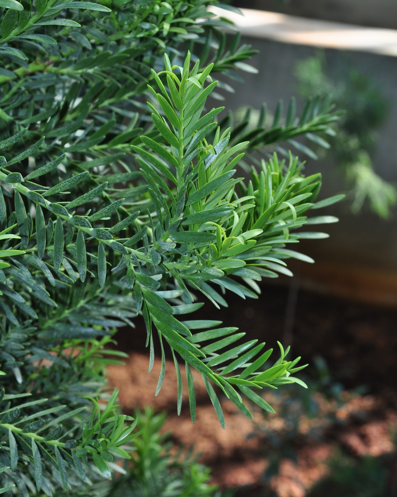 Podocarpaceae Retrophyllum minor