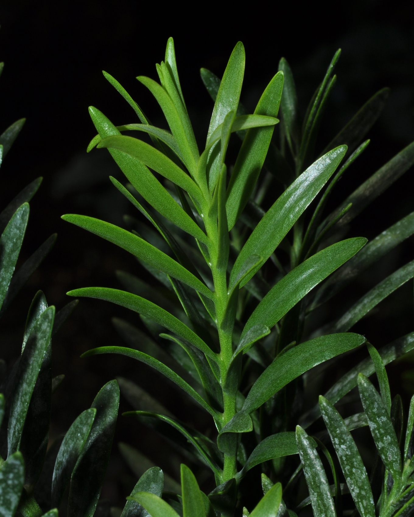 Podocarpaceae Retrophyllum minor