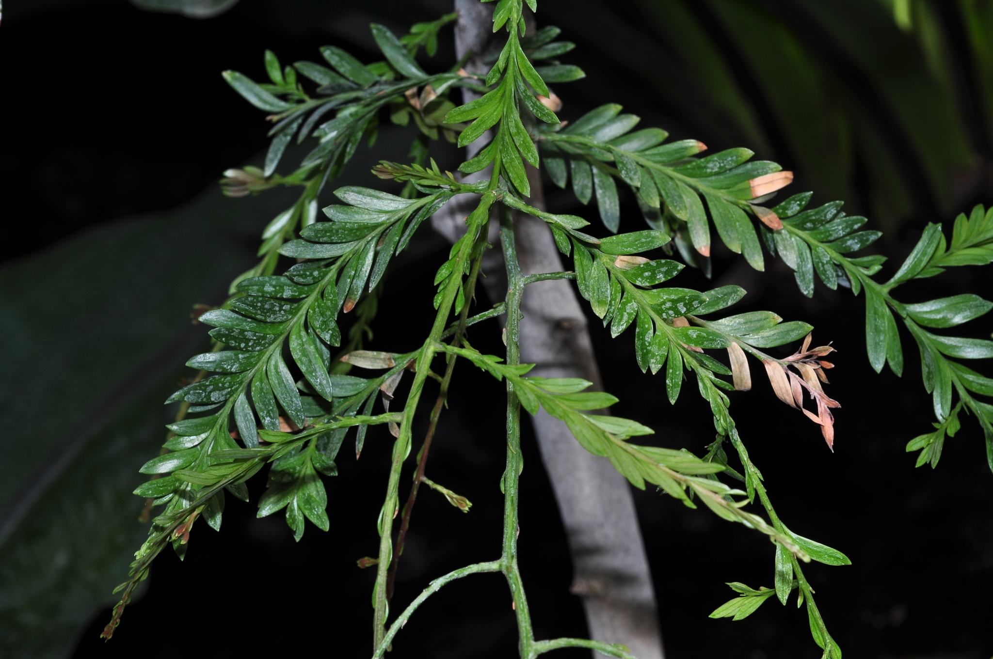 Podocarpaceae Falcatifolium taxoides
