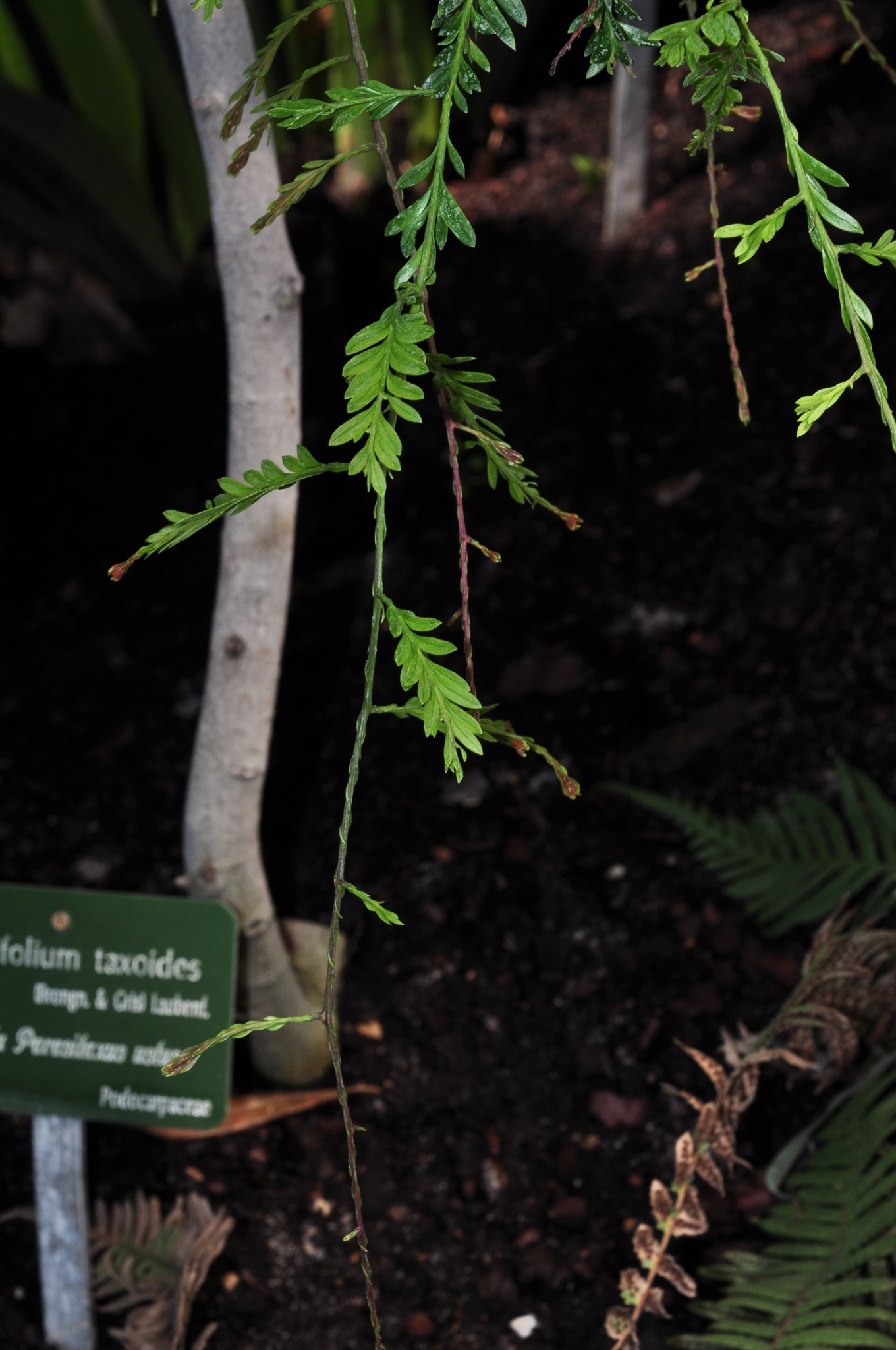 Podocarpaceae Falcatifolium taxoides