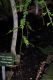 image of Falcatifolium taxoides