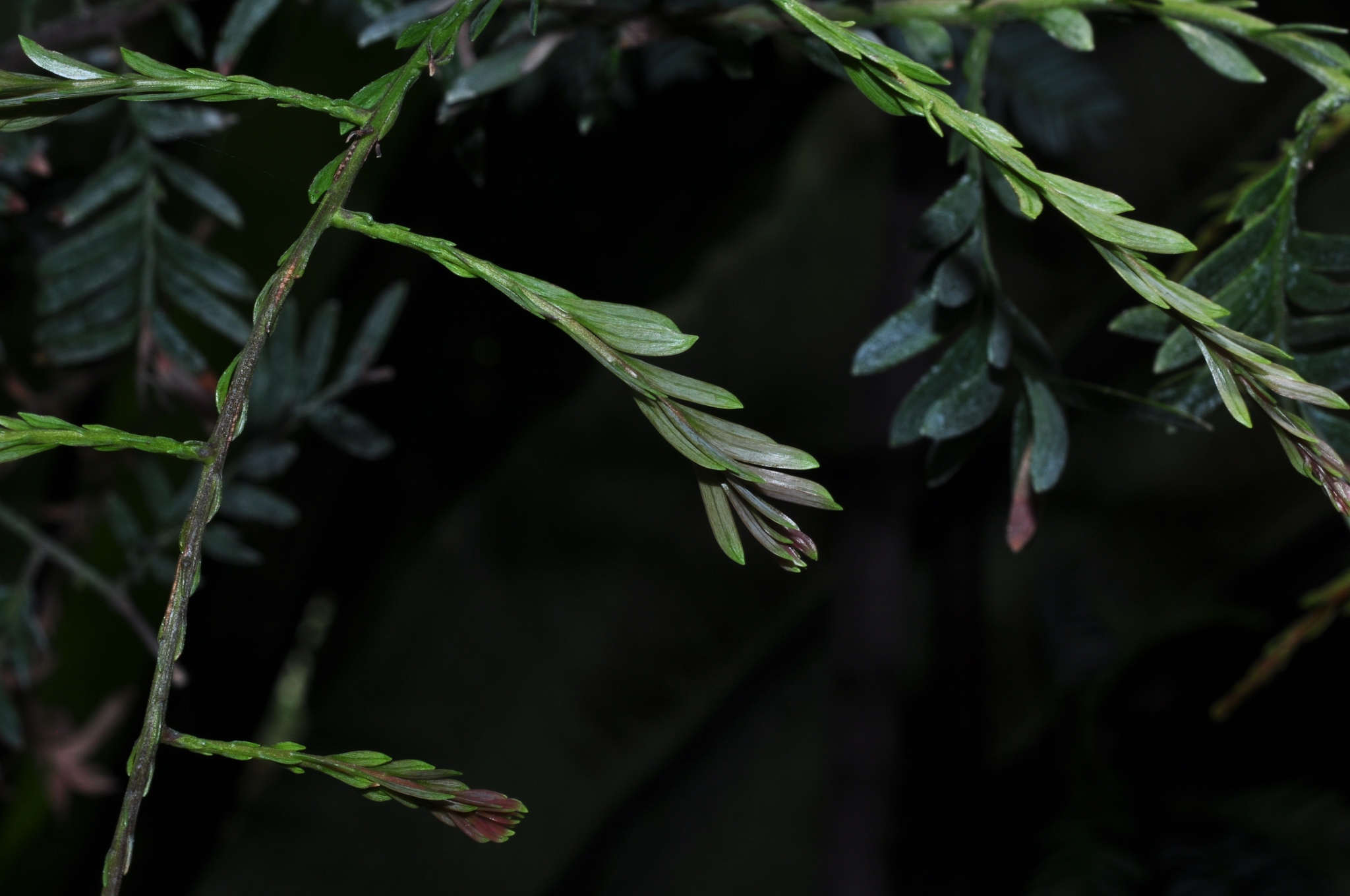 Podocarpaceae Falcatifolium taxoides