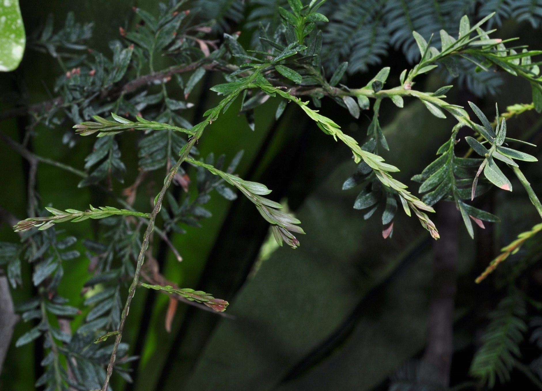 Podocarpaceae Falcatifolium taxoides