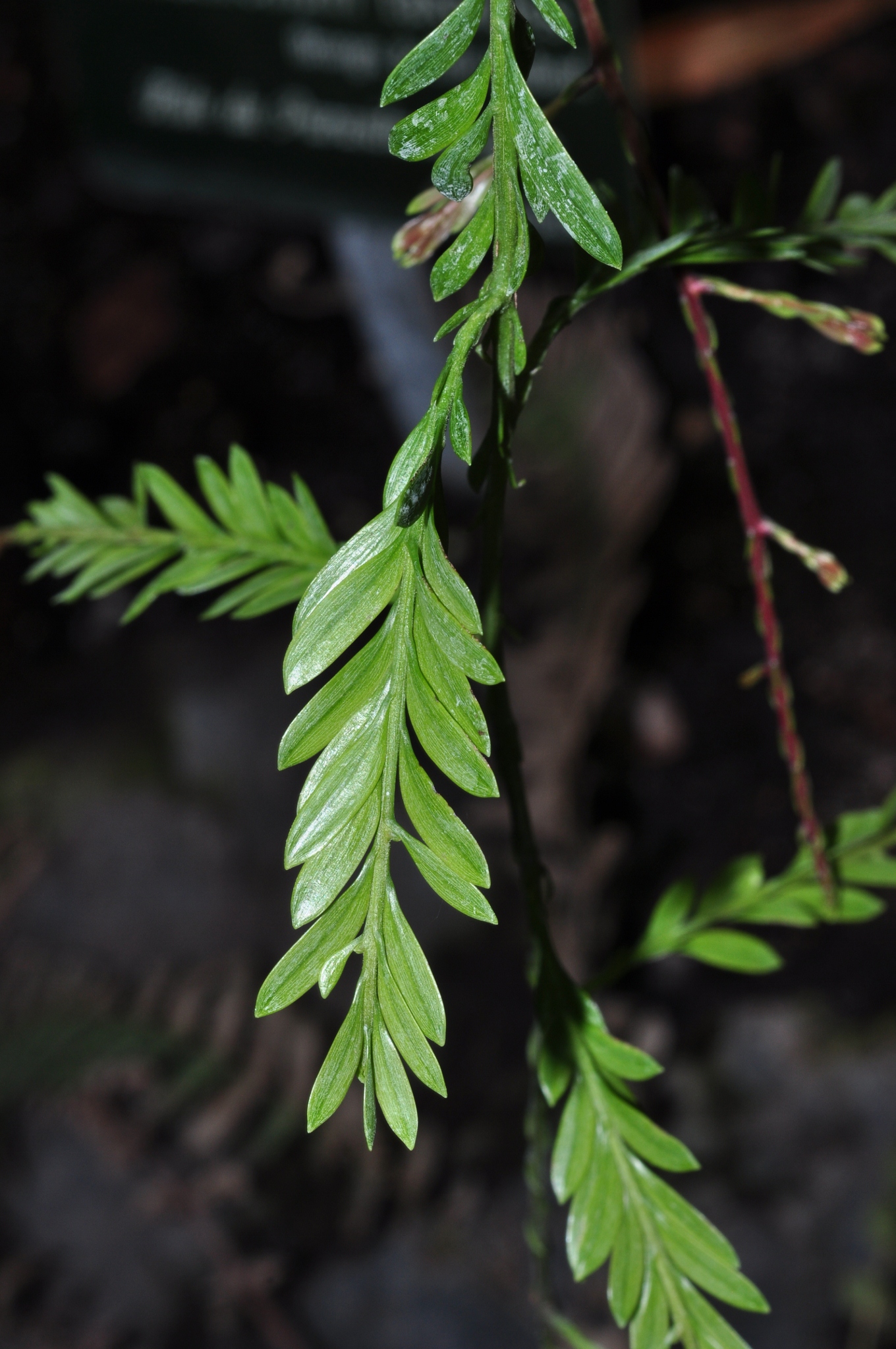 Podocarpaceae Falcatifolium taxoides
