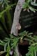 image of Falcatifolium taxoides