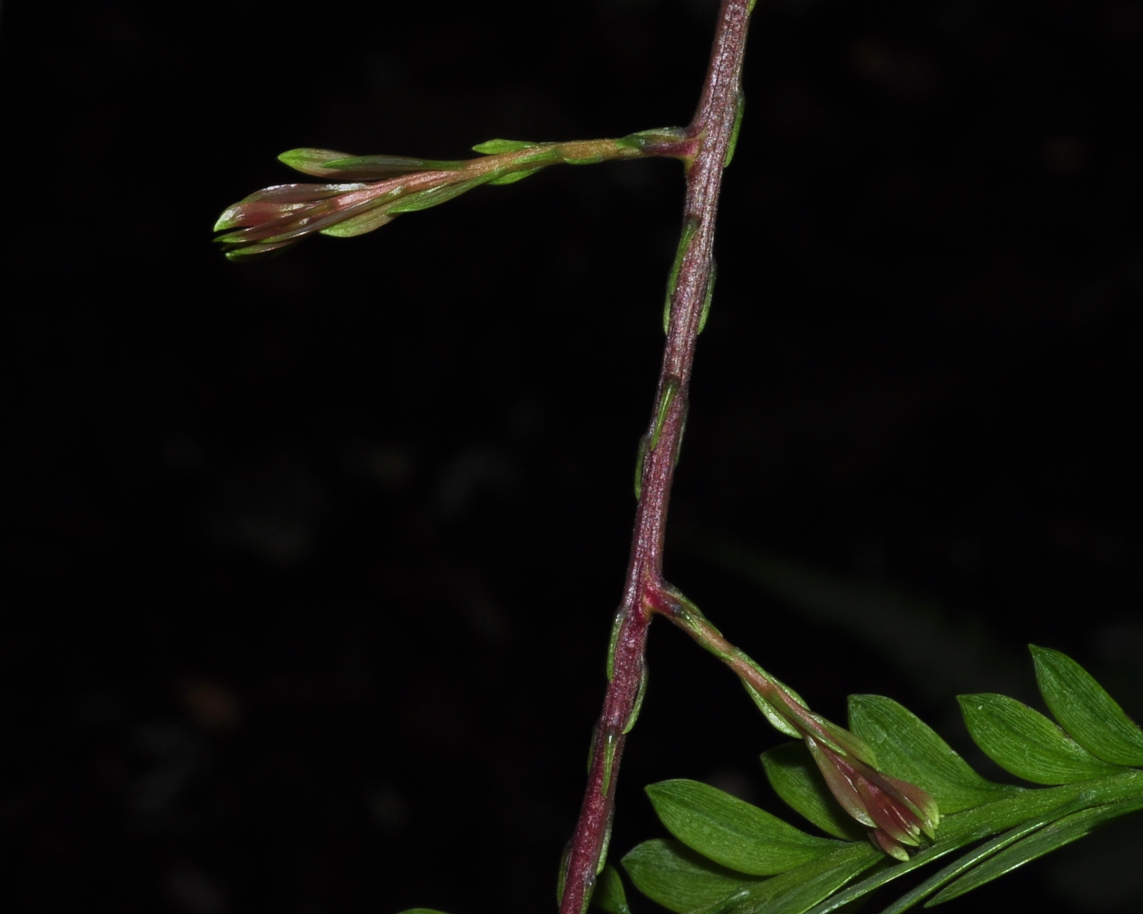 Podocarpaceae Falcatifolium taxoides