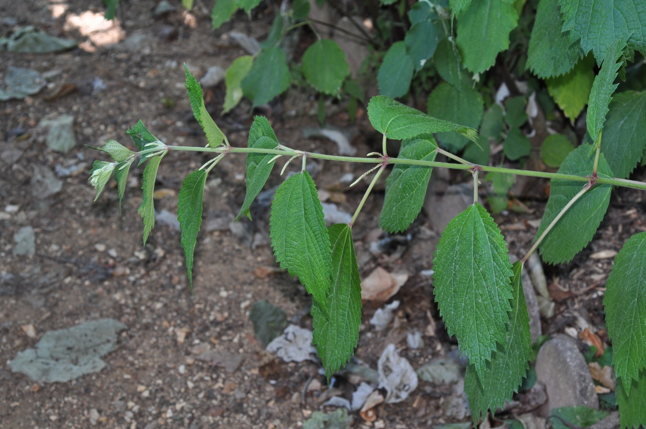 Urticaceae Boehmeria cilindrica