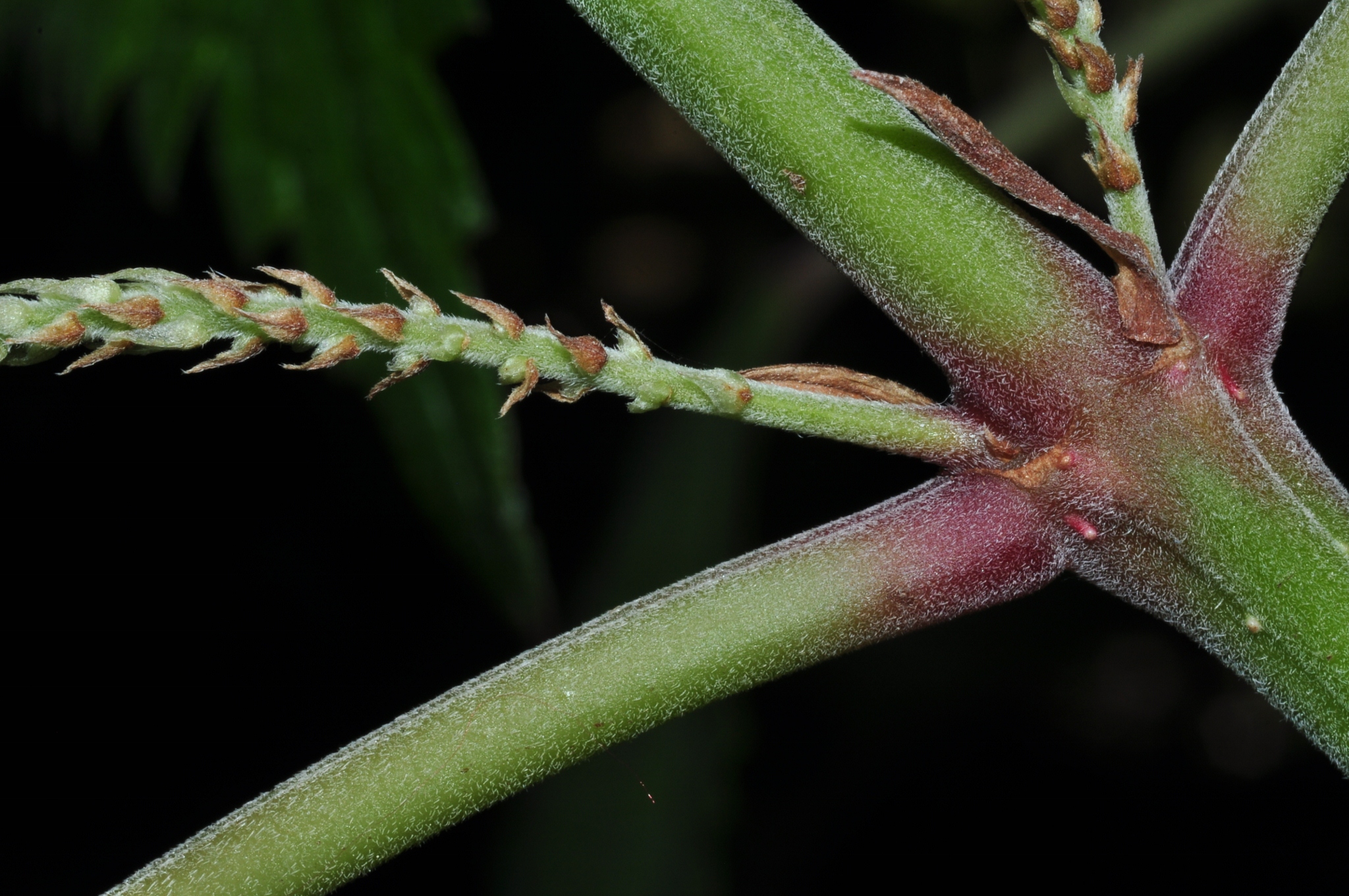 Urticaceae Boehmeria cilindrica