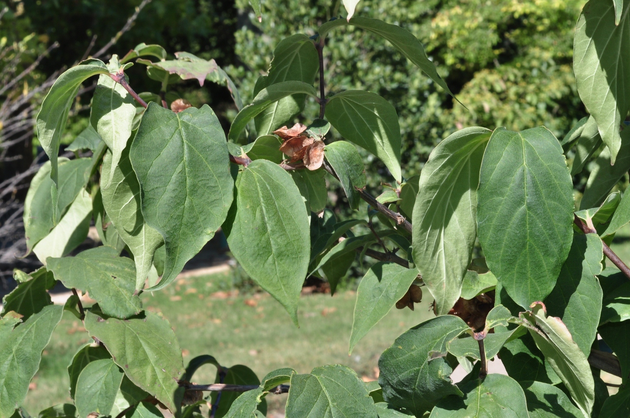 Linnaeaceae Dipelta floribunda