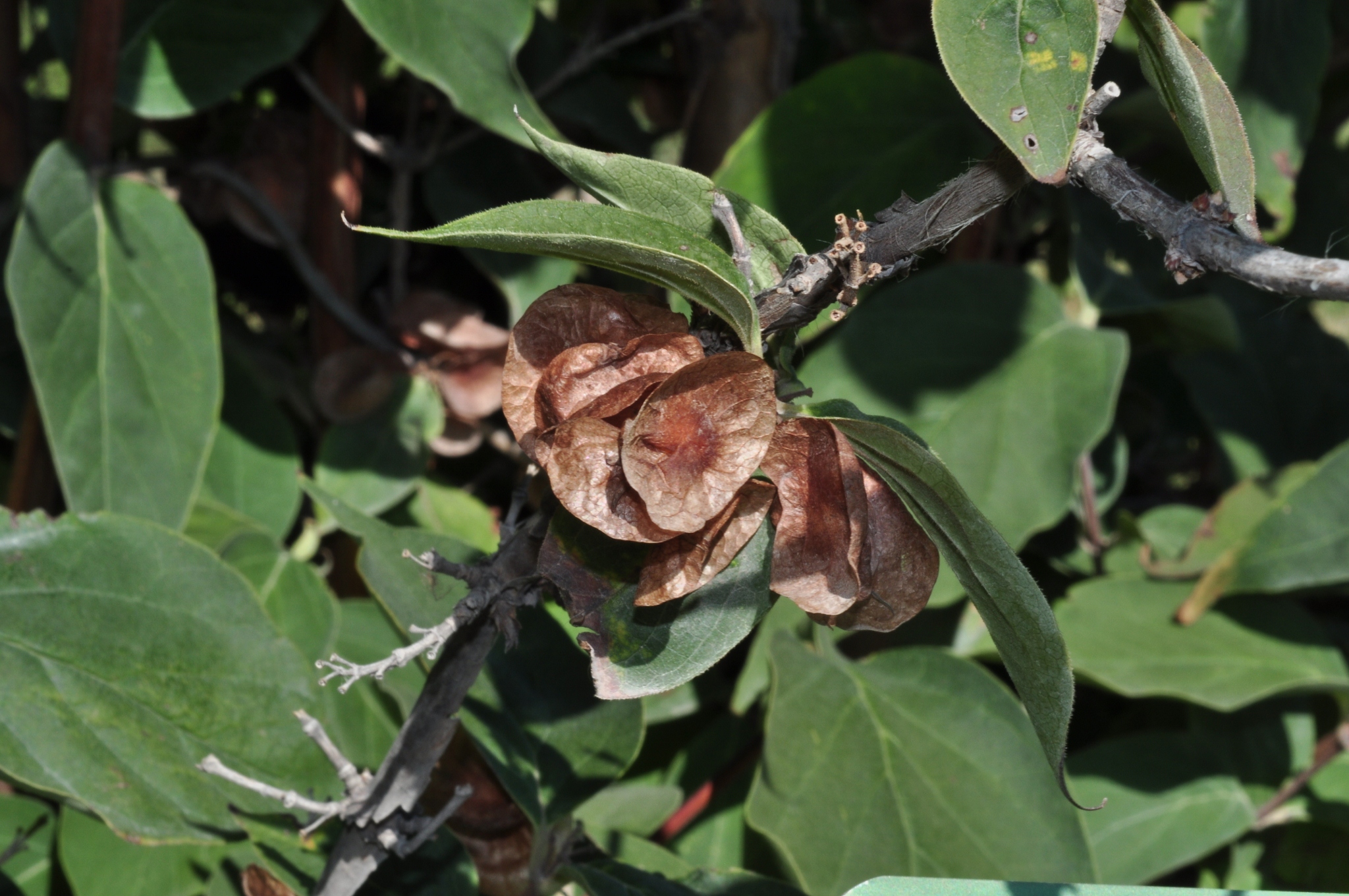 Linnaeaceae Dipelta floribunda