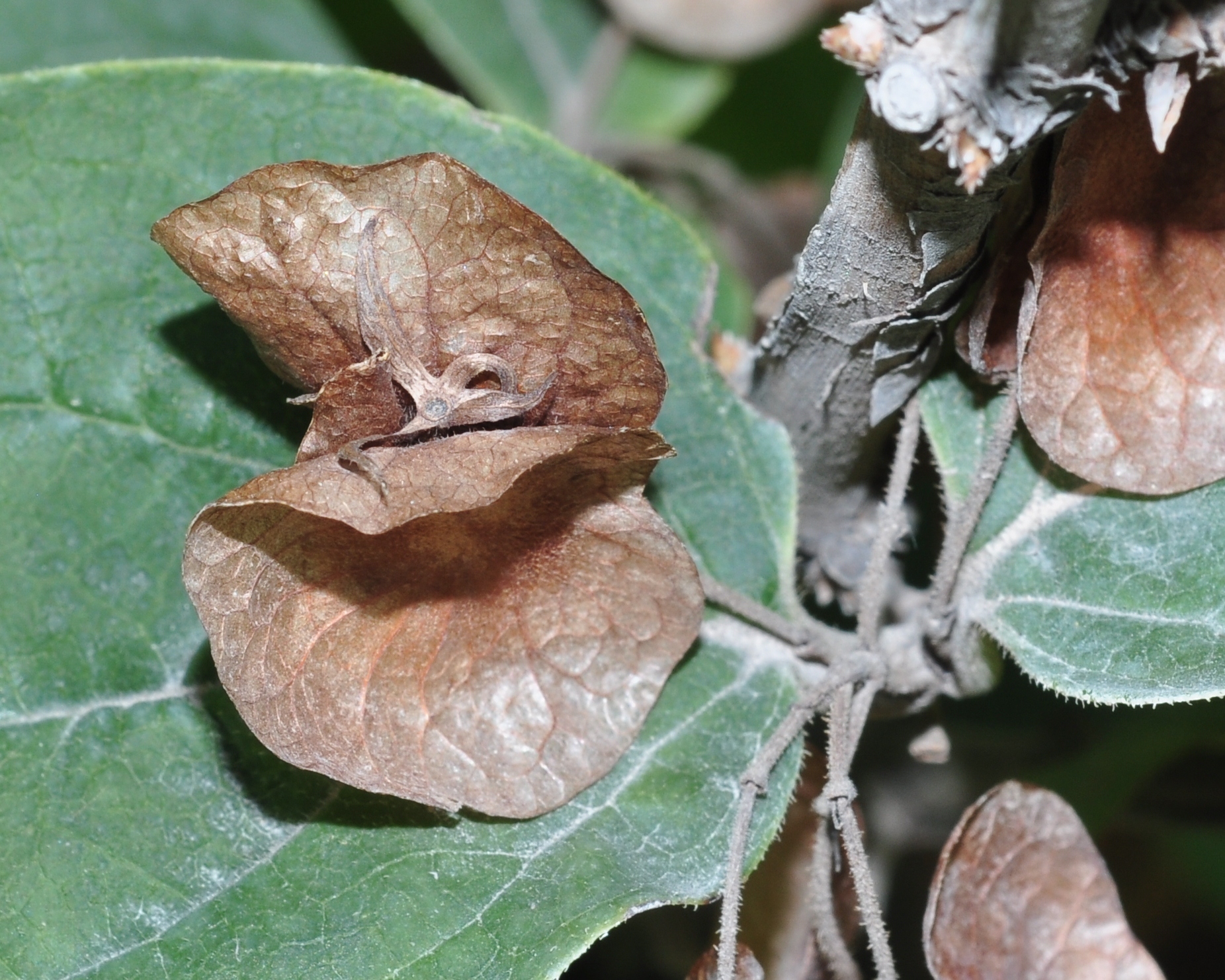 Linnaeaceae Dipelta floribunda