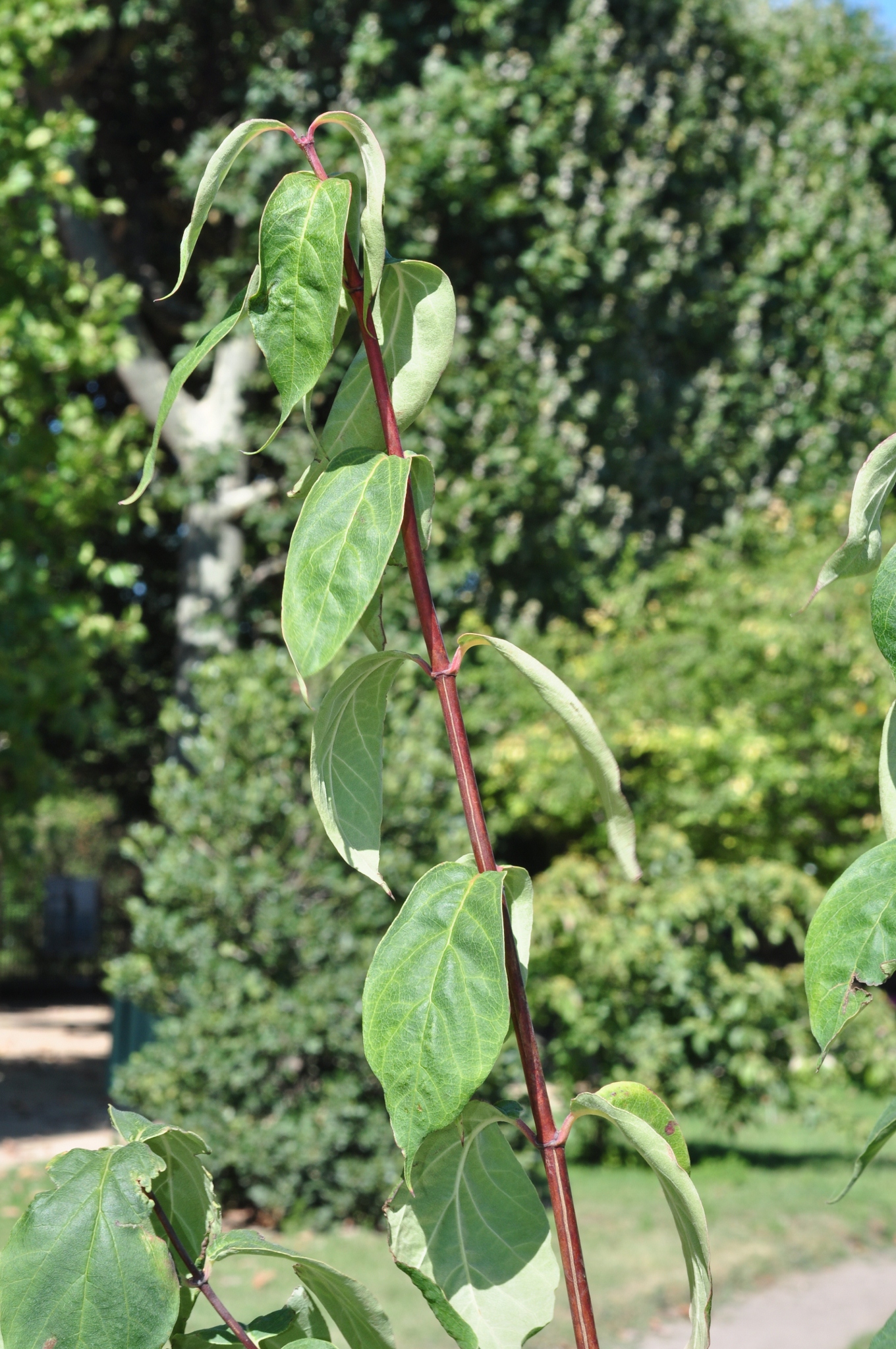 Linnaeaceae Dipelta floribunda