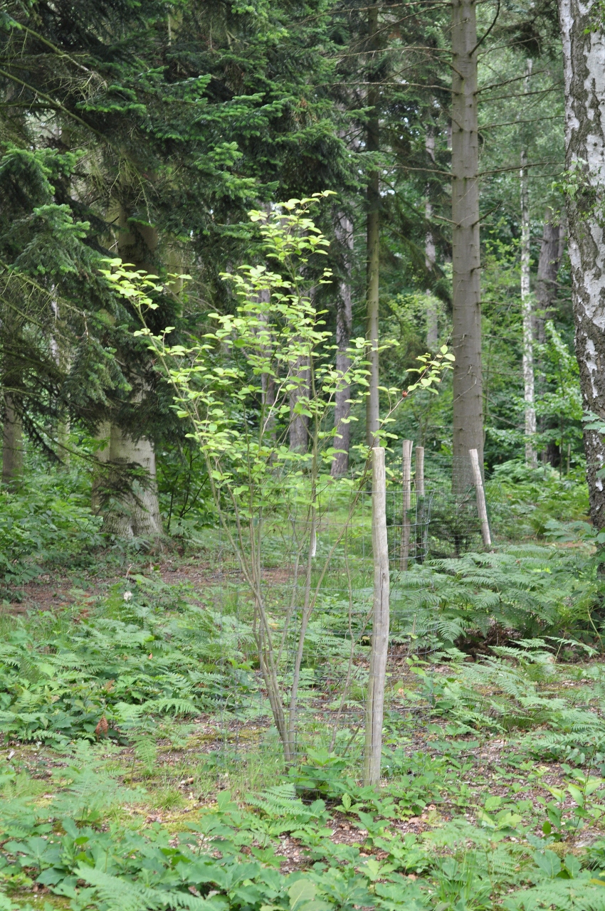 Hamamelidaceae Corylopsis sinensis