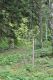 image of Corylopsis sinensis