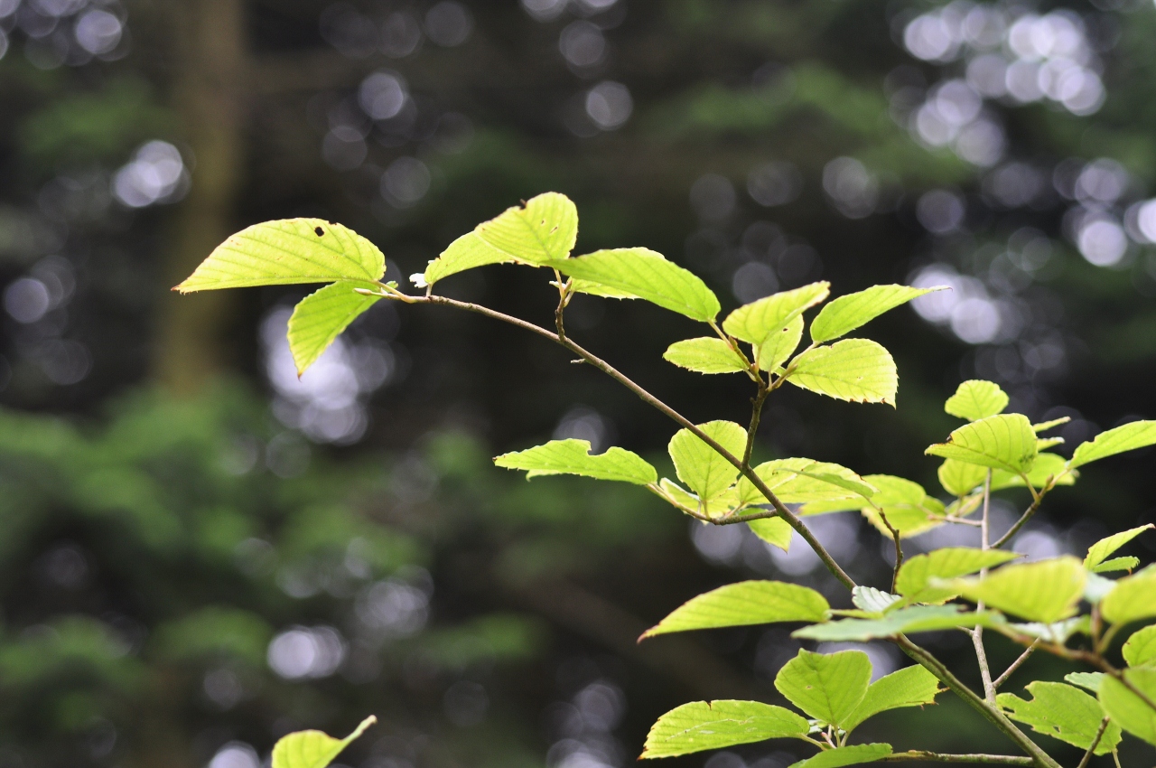 Hamamelidaceae Corylopsis sinensis