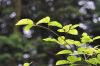 image of Corylopsis sinensis