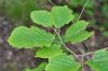 image of Corylopsis sinensis
