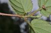 image of Corylopsis sinensis