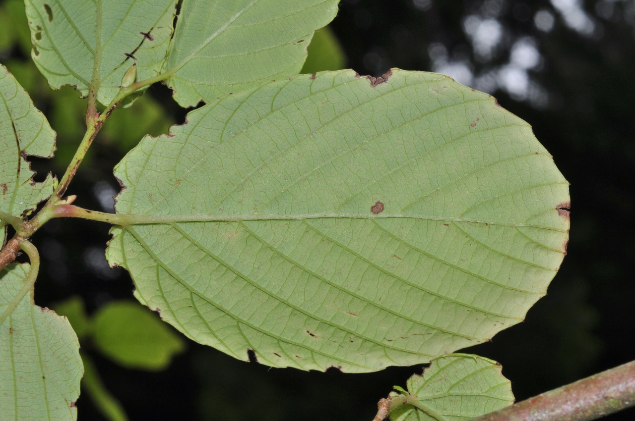 Hamamelidaceae Corylopsis sinensis
