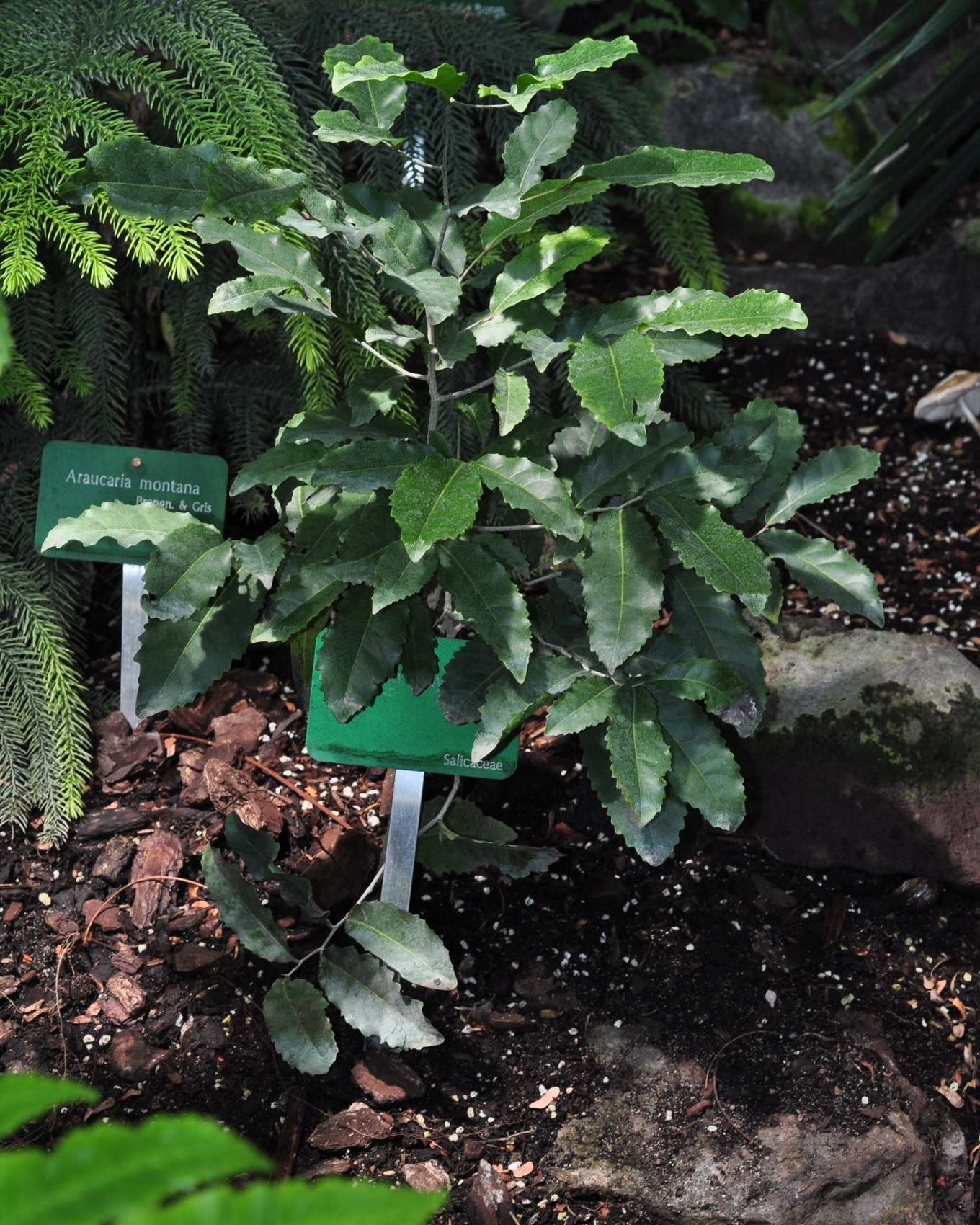 Salicaceae Homalium polystachium
