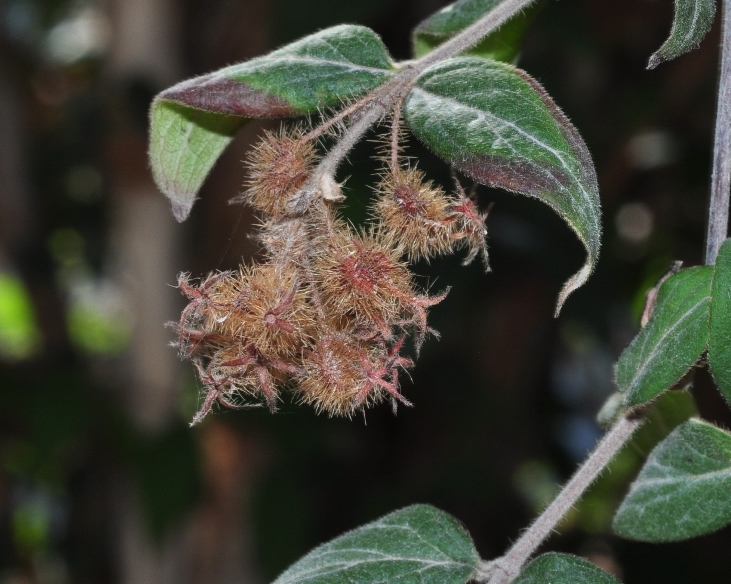 Linnaeaceae Kolkwitzia amabilis