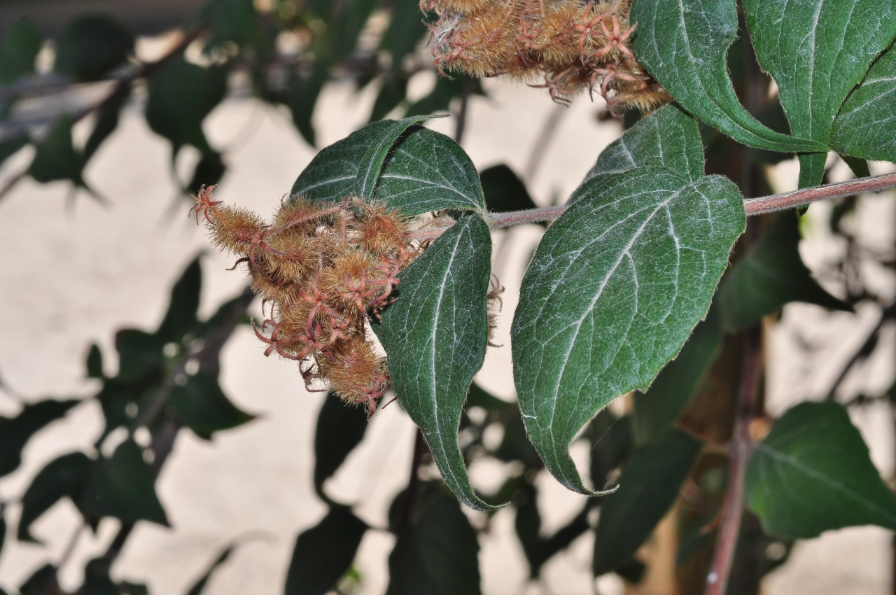 Linnaeaceae Kolkwitzia amabilis