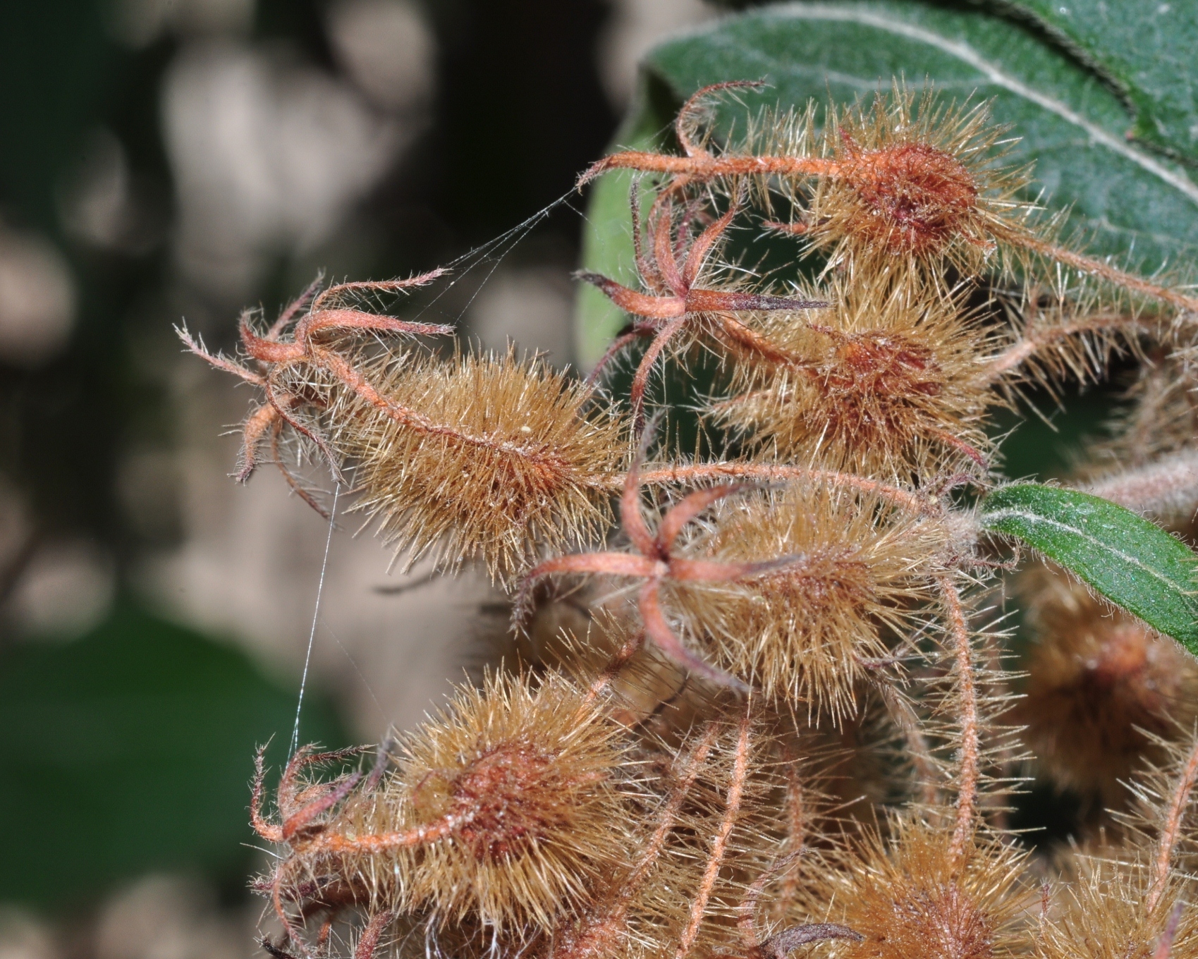 Linnaeaceae Kolkwitzia amabilis