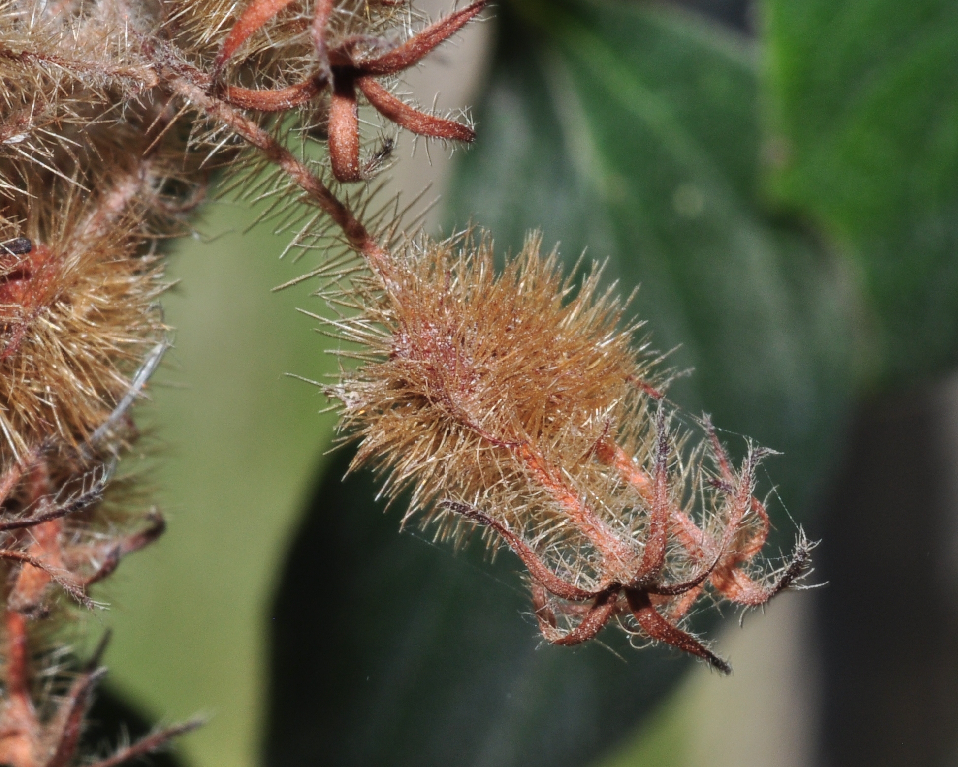 Linnaeaceae Kolkwitzia amabilis
