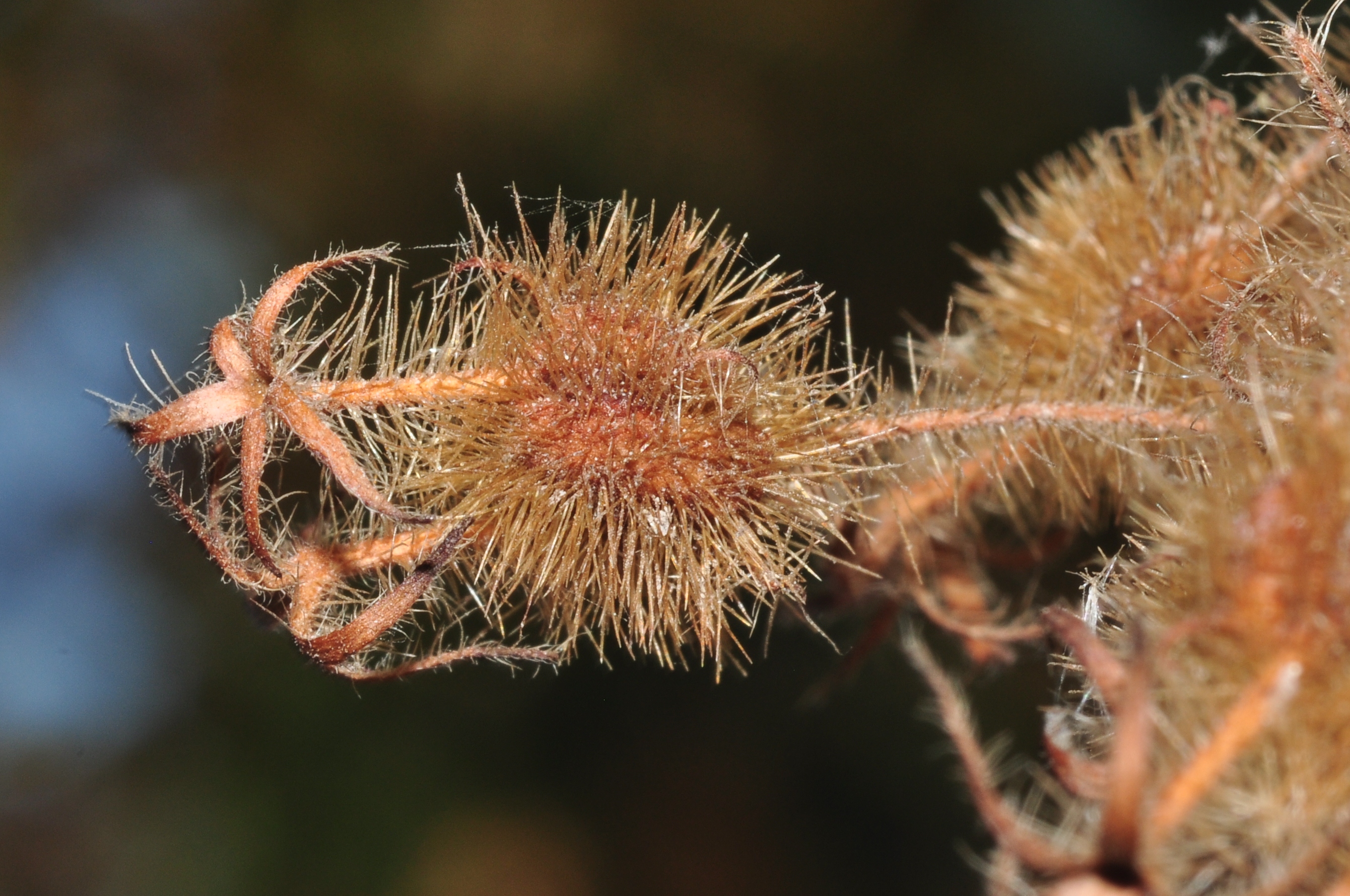 Linnaeaceae Kolkwitzia amabilis