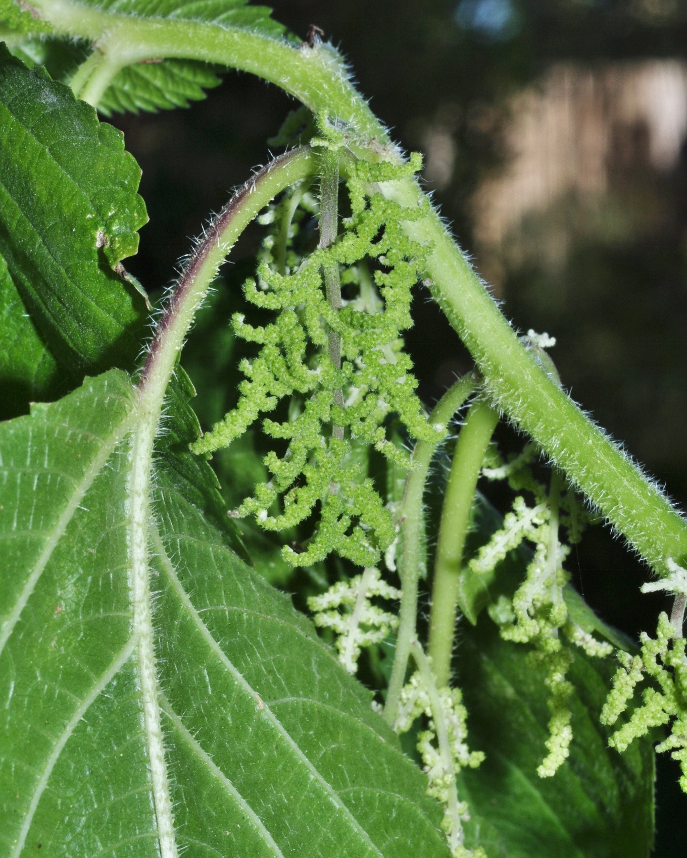 Urticaceae Laportea canadensis