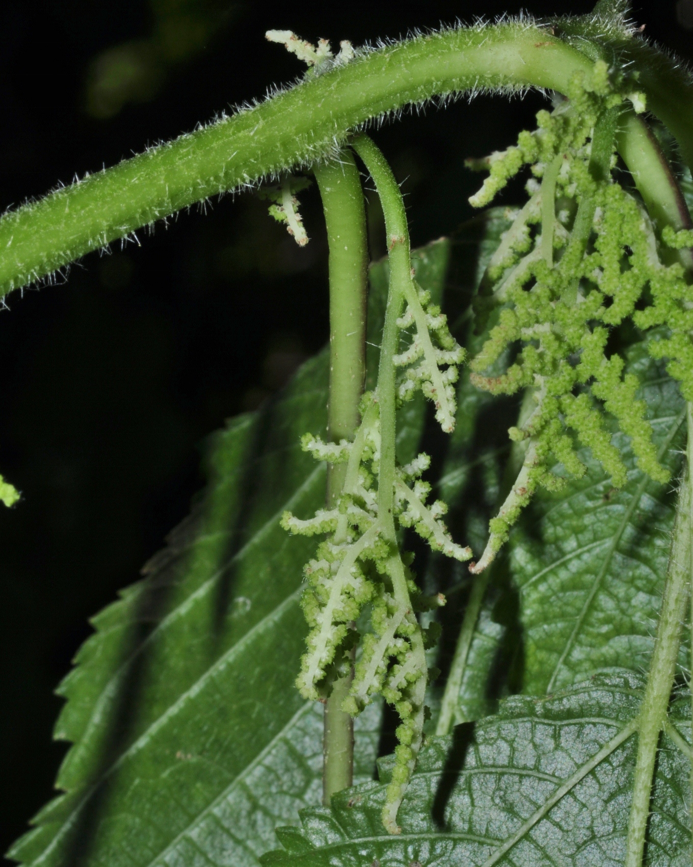 Urticaceae Laportea canadensis